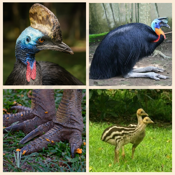 Бескилевые птицы из отряда Казуарообразных