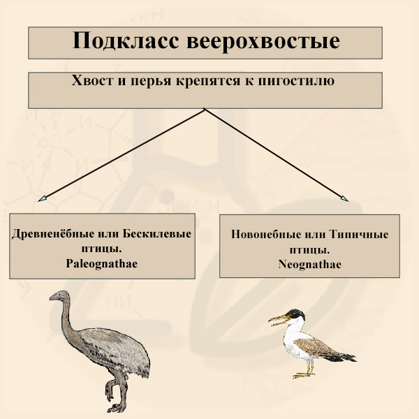 Подкласс Веерохвостые птицы