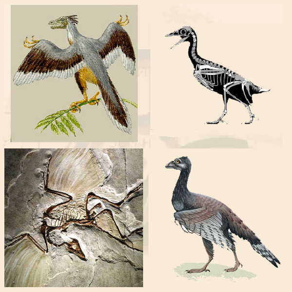 Подкласс Ящерохвостые птицы.