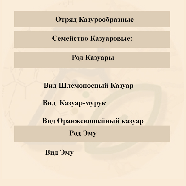 Систематические таксоны отряда Казуарообразных