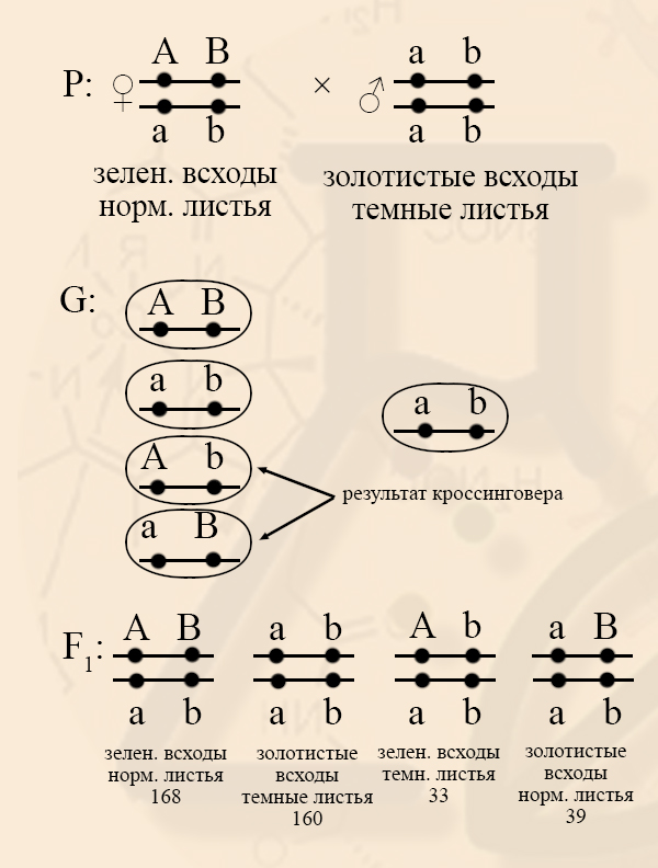 Оформление задач на сцепленное наследование на ЕГЭ