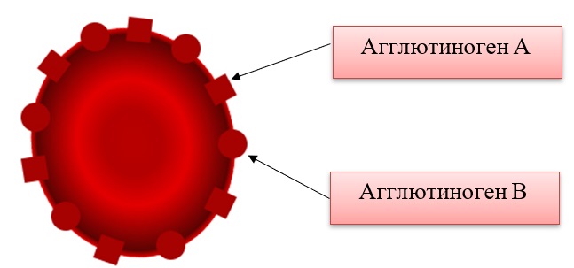Четвёртая группа крови