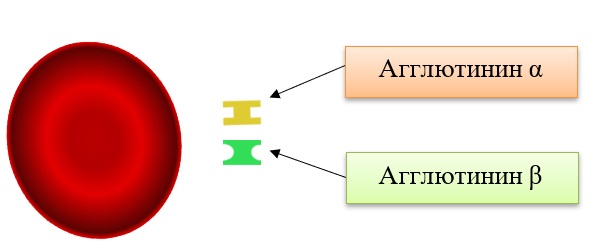 Первая группа крови