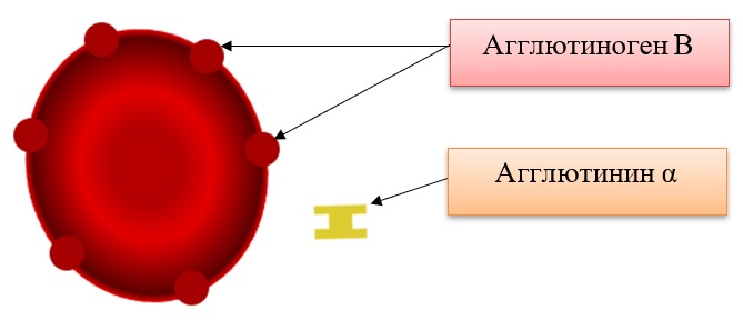 Третья группа крови