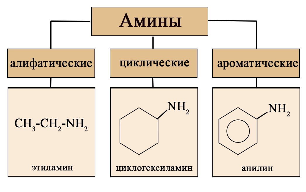 Заполните схему приведите примеры для каждой группы аминов классификация аминов