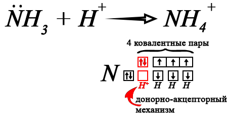 Образование донорно-акцепторной связи в катионе аммония
