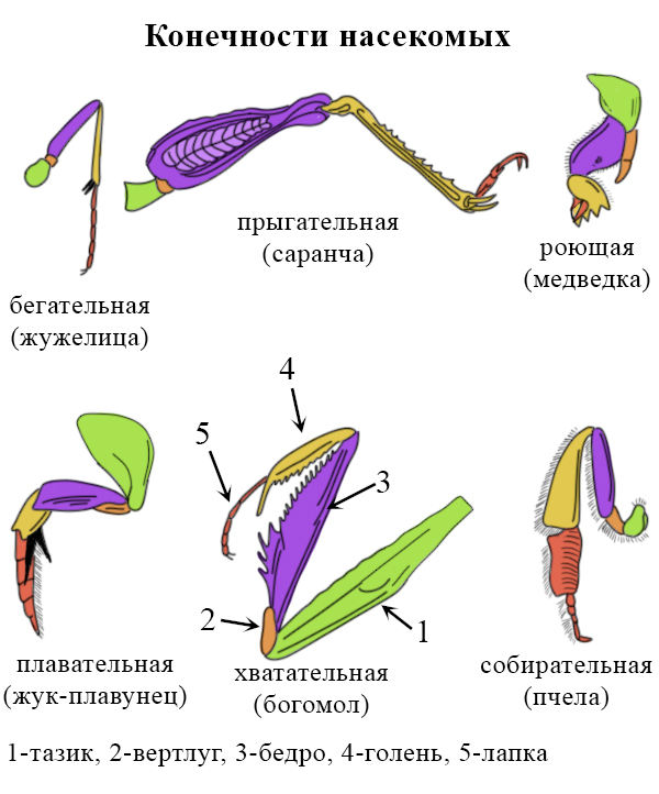 Лапки насекомых картинки