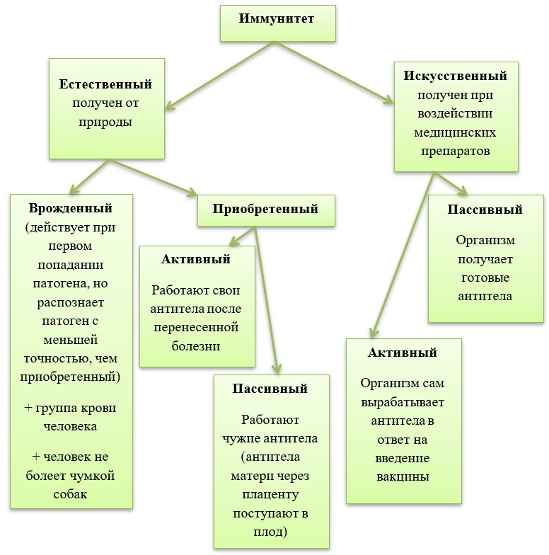 Иммунитет егэ презентация