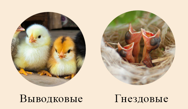 Птенцы гнездовых птиц отличаются от выводковых