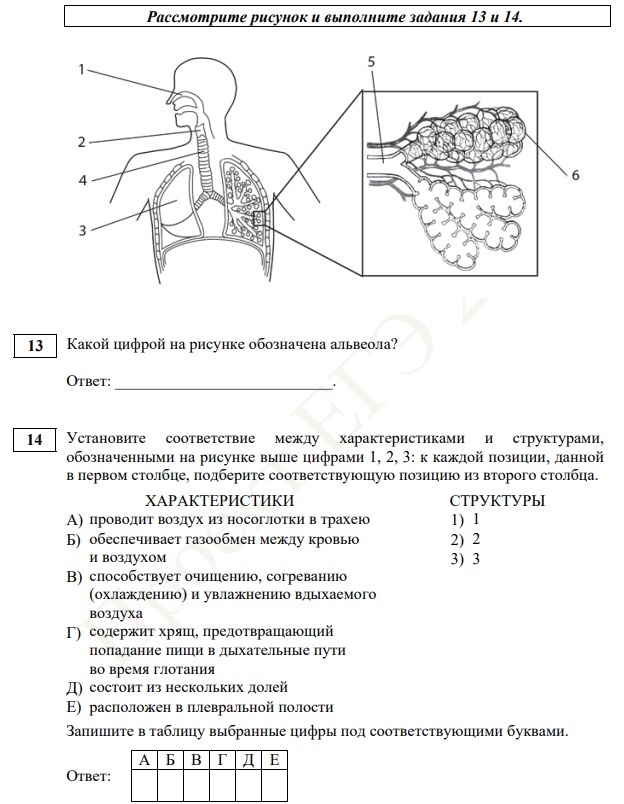 Задания с картинками егэ биология