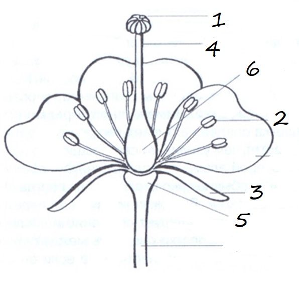 Покажите стрелками и подпишите на рисунке лепесток столбик завязь