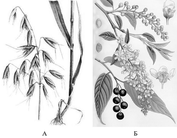 На рисунке 1 изображено растение и внутреннее. Растения изображенные на рисунке. Рассмотрите растения изображенные на рисунках определите. К какому классу относится растение изображенное на рисунке. К какому отделу относится растение изображенное на рисунке.