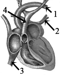 Какими цифрами обозначены на рисунке полые вены какой цифрой обозначены вены несущие артериальную