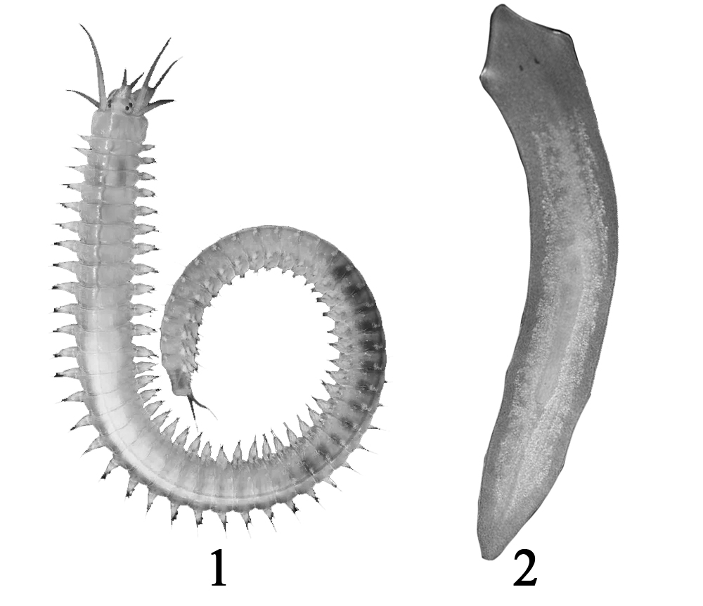 Сквозной кишечник у червей. 3 Типа строения Каспида.