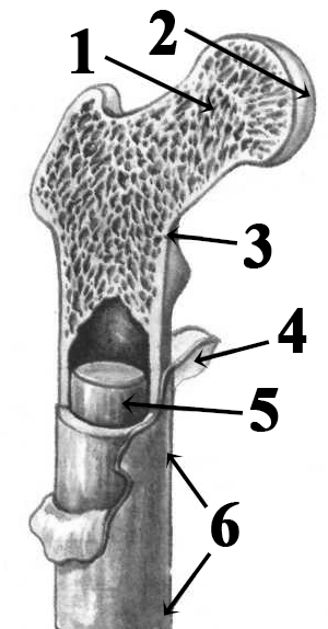 Назовите элементы строения кости обозначенные на рисунке цифрами 1 и 2 укажите особенности их