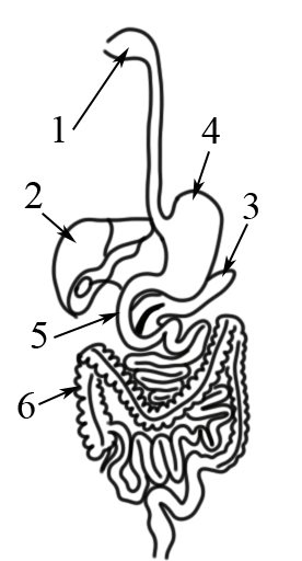 статья пищеварение 3