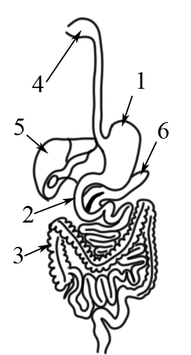 статья пищеварение 4