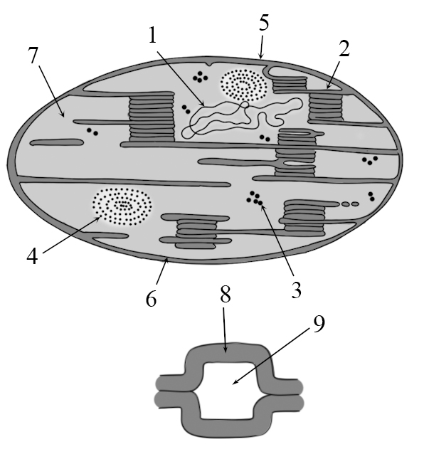 фотосинтез статья хлоропласт-1