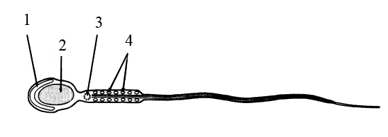 сперматозоид статья 5