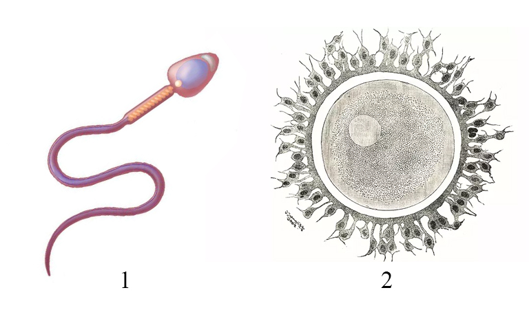 Ферменты акросомы. Половые клетки млекопитающих. Половая клетка млекопитающего. Зигота под микроскопом. Строение сперматозоида ЕГЭ.