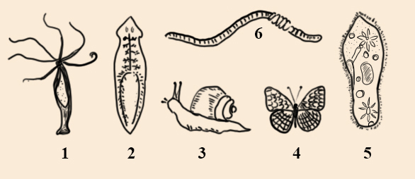 4 симметрия тела плоских червей
