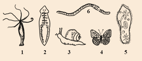 Тест черви егэ. Плоский червь ротовой аппарат. Выделительная кольчатых моллюсков. Тест по моллюскам. Какие моллюски имеют ассиметричное тело.