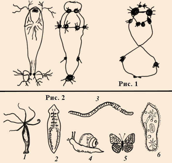 Каким номером на рисунке обозначено животное относящееся к типу у представителей целом