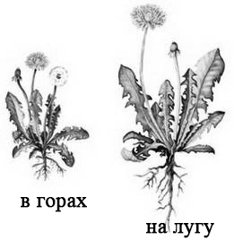 На рисунке изображены связи растения с окружающей средой какое общее свойство живых систем ландыш