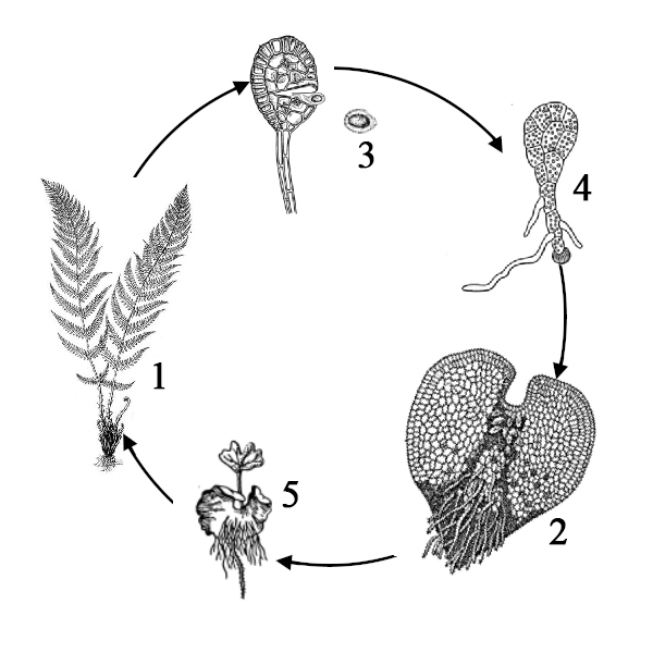 Архегоний папоротника. Антеридий спорового растения. Архегонии и антеридии. Антеридии и архегонии папоротника.
