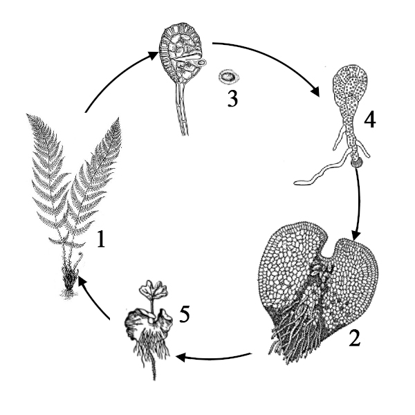 Половое поколение образует. Антеридии и архегонии папоротника. Антеридий папоротника. Гаметангии с антеридиями. Жизненный цикл спорангий спора архегоний антеридий.