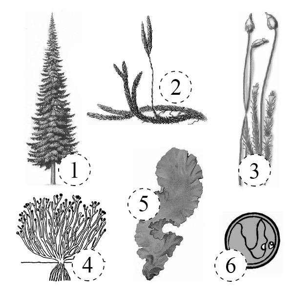 Зеленые водоросли папоротники голосеменные плауновидные. Голосеменные растения рисунок карандашом распечатать. Тип растений 2024.