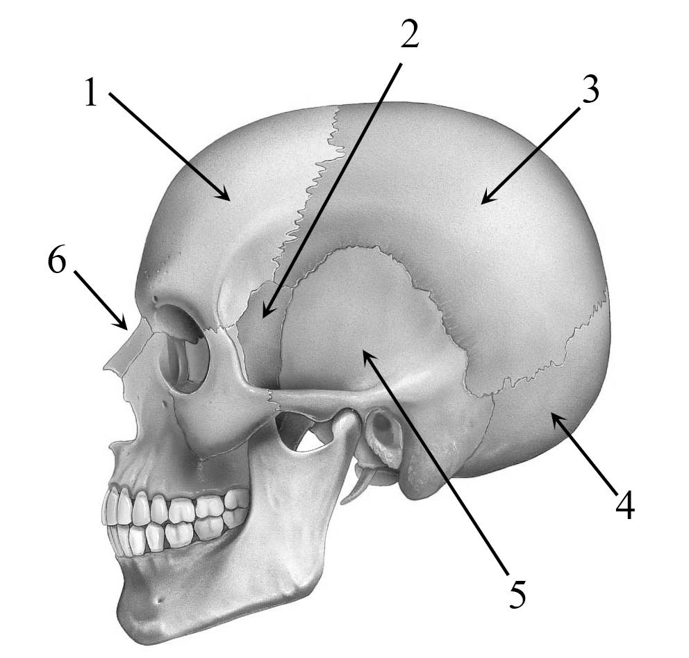К какому отделу черепа относится скуловая кость. Носовая кость анатомия. Скуловая кость. Скуловой отросток лобной кости. Парные носовые кости.