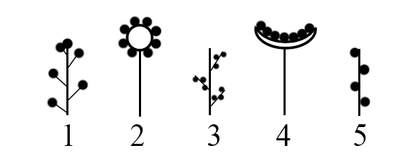 Цветок соцветие 6 класс биология проверочная работа. Каким номером на рисунке обозначено сложное соцветие. Тест по биологии 6 класс соцветия и плоды. Тест по биологии тычинки. Тест по биологии 6 класс соцветия с ответами.