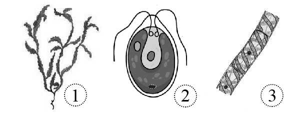 Тест по биологии тема водоросли. Спиралевидный хроматофор. Фототаксис водорослей.