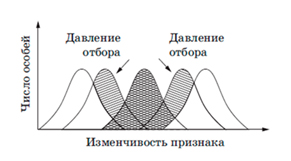Вариант по биологии. Тест 