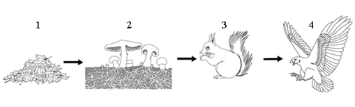 Вариант по биологии. Экология ФИПИ ЕГЭ. Вариант 1 2026. Задание №8