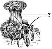 Вариант по биологии. Экология ФИПИ ЕГЭ. Вариант 8 2026. Задание №2
