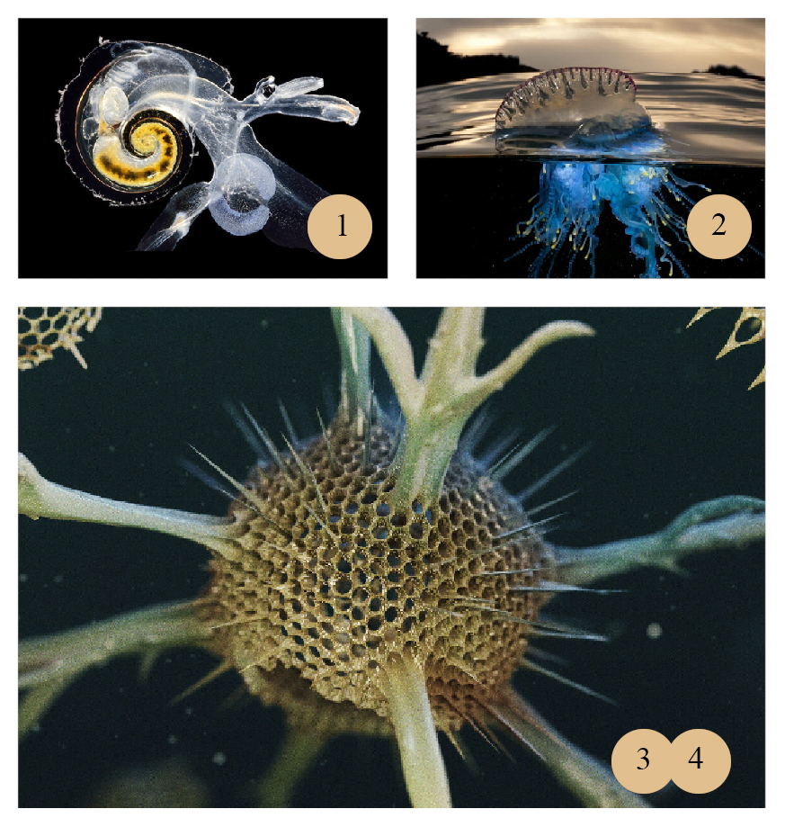 Адаптации животных к воде Приспособления животных к водной среде обитания