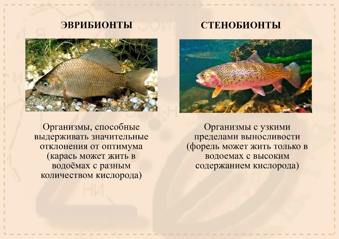 Эврибионты и стенобионты Примеры эврибионтов и стенобионтов