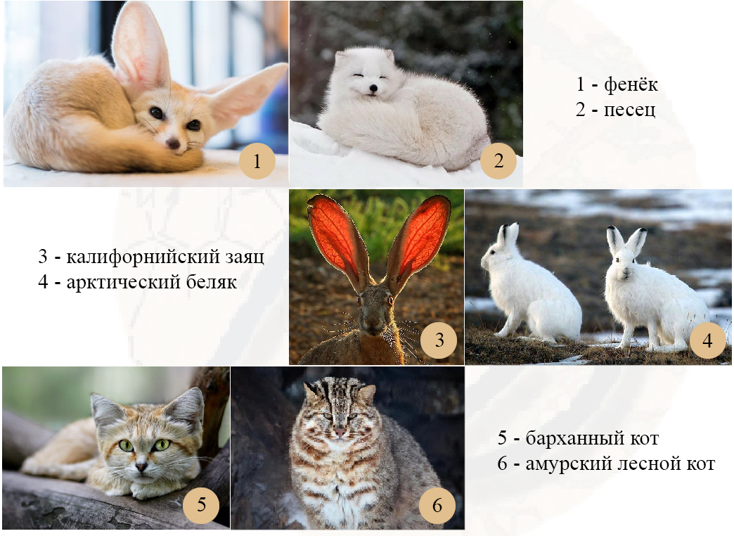 Правило Аллена Примеры правила Аллена