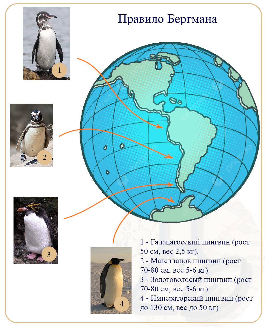 Правило Бергмана Примеры правила Бергмана