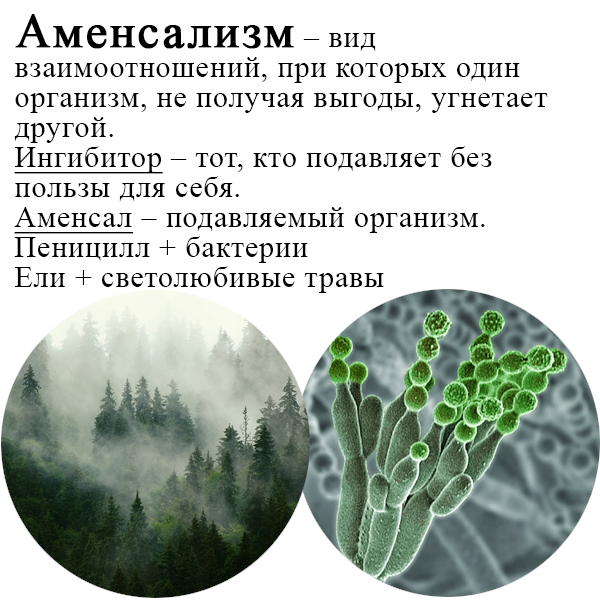 Правило Глогера Примеры правила Глогера