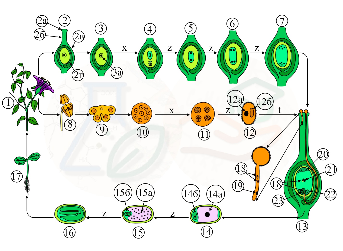 Образование женских и мужских гаметофитов Двойное оплодотворение