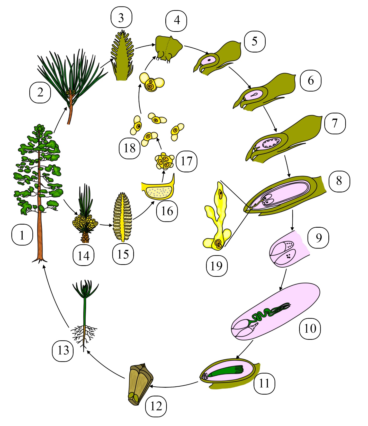 Подробный цикл развития хвойных растений Подробный цикл развития голосеменных