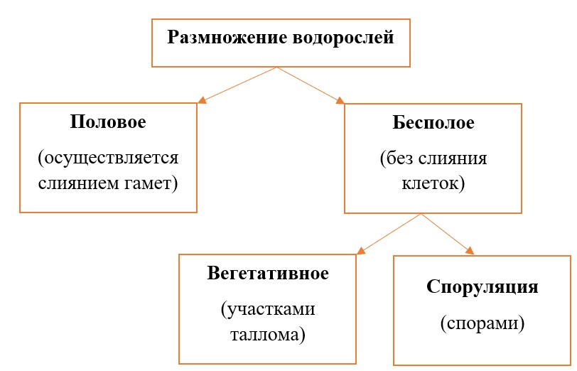 схема типов размножения зелёных водорослей схема типов размножения зелёных водорослей