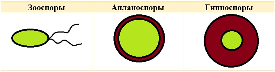 типы спор у водорослей типы спор у водорослей