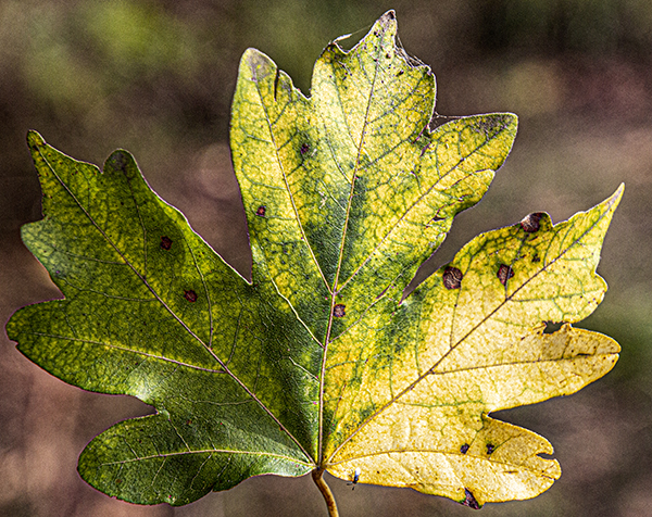 осенняя окраска листьев осенняя окраска листьев