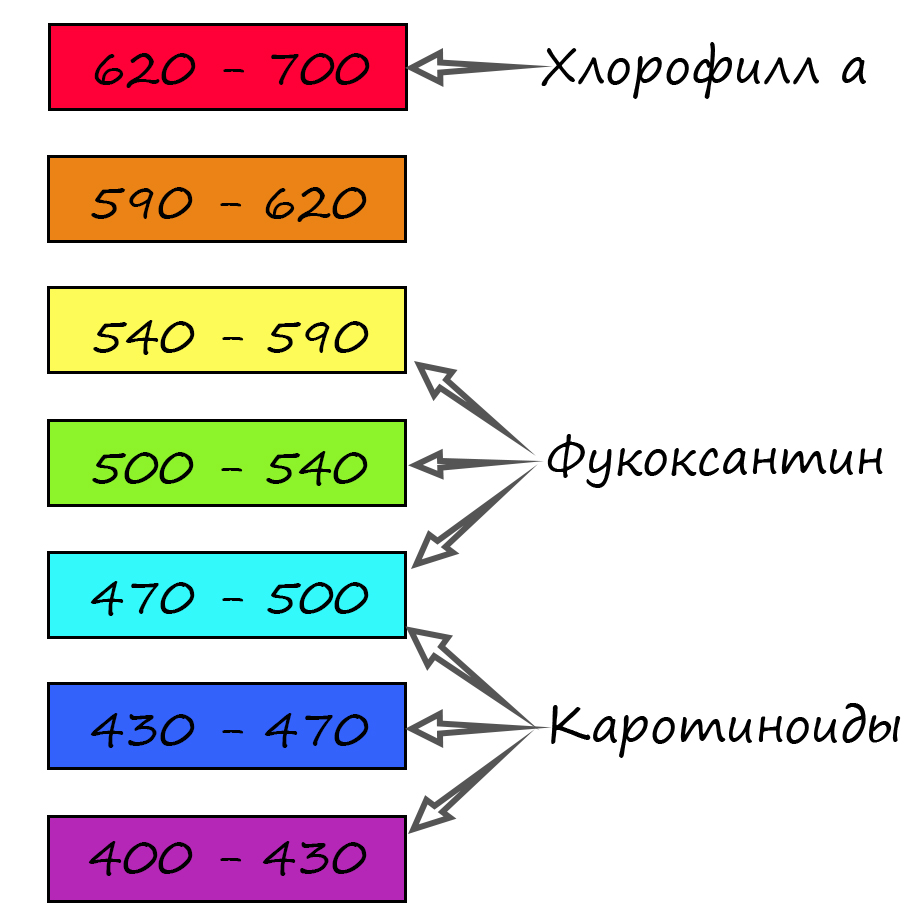 излучение, поглощаемое бурыми водорослями излучение, поглощаемое бурыми водорослями