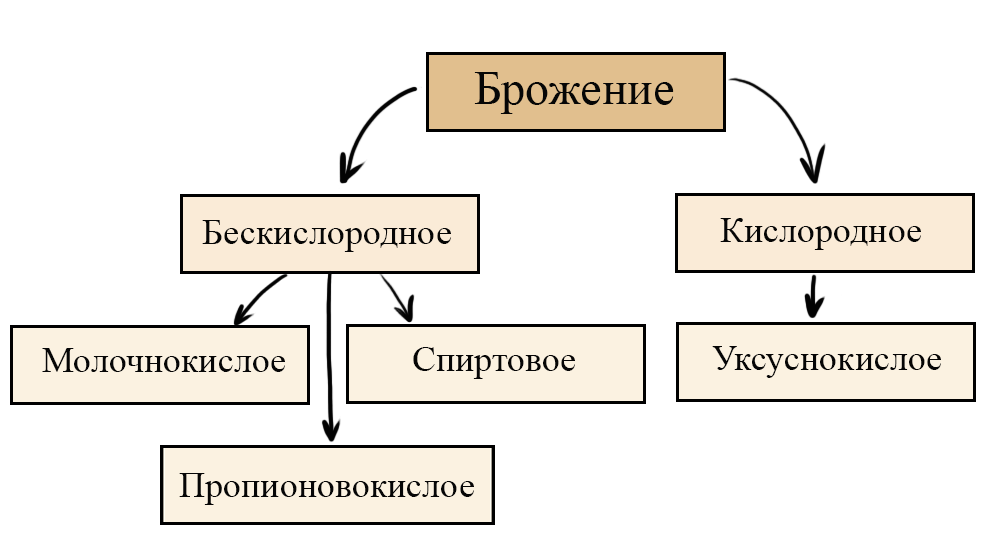 Наиболее распространенные типы брожения Наиболее распространенные типы брожения
