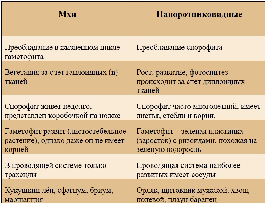 сравнение моховидных и папоротниковидных сравнение моховидных и папоротниковидных